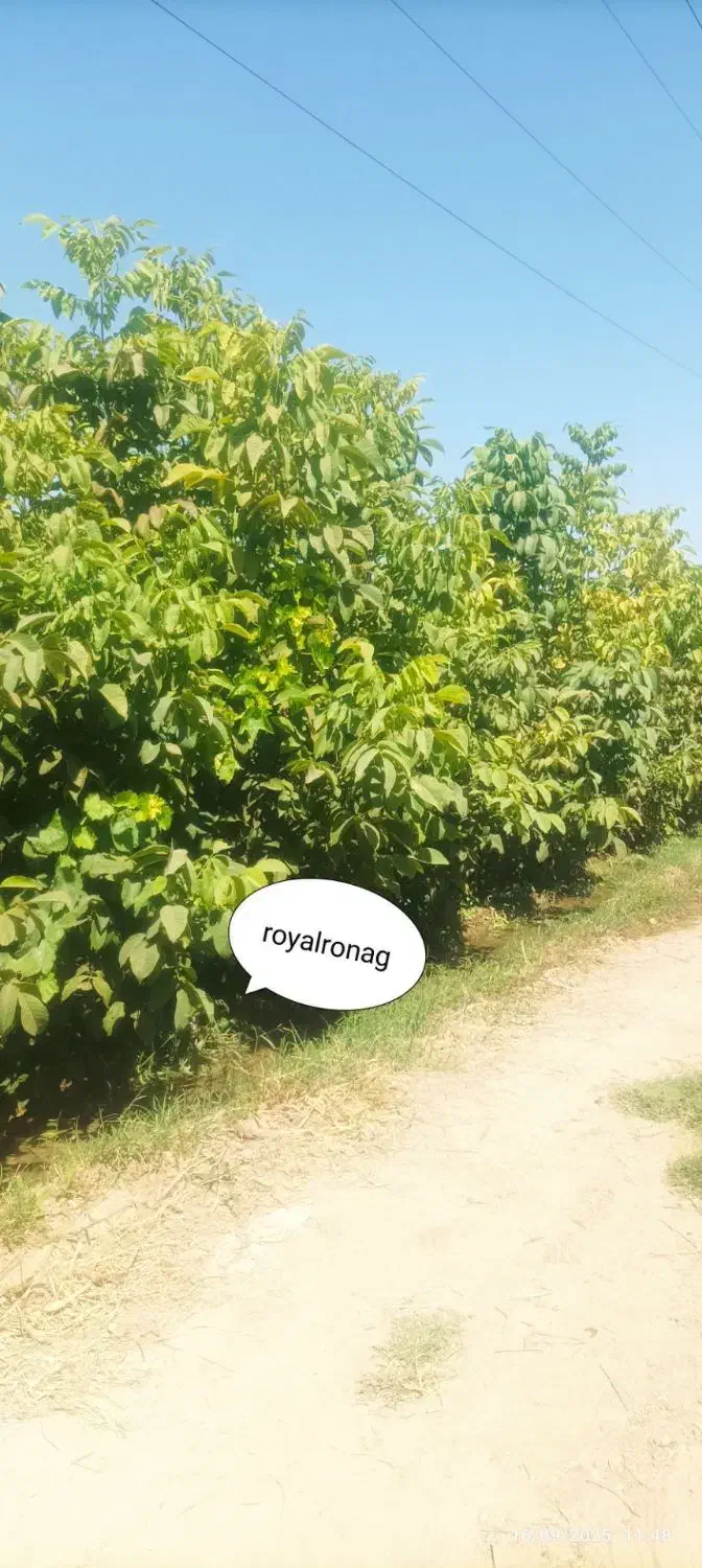 نهال های با کیفیت و اصلاحشده شده|خدمات باغبانی و درختکاری|فارسان, |دیوار