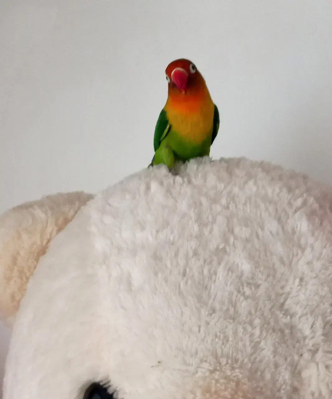 طوطی برزیلی|پرنده|رضویه, |دیوار