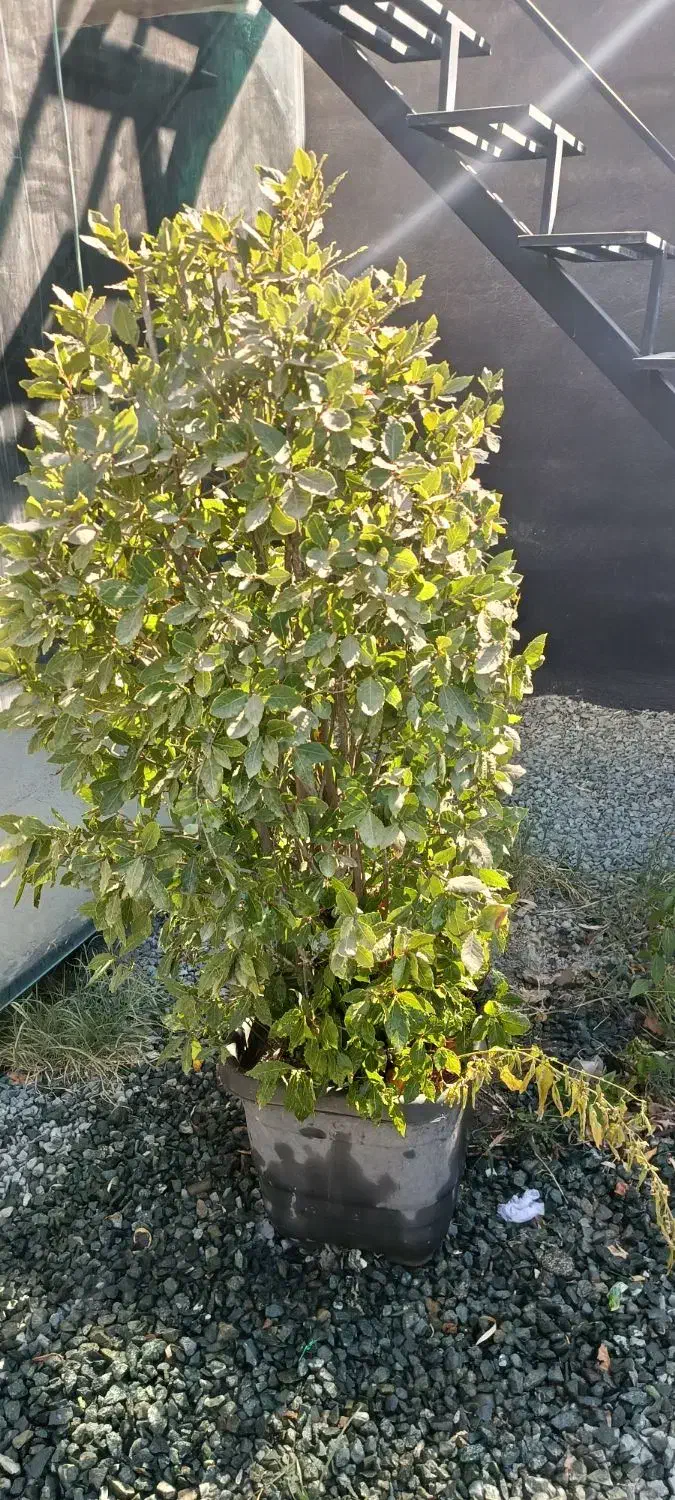 حراج گل وگیاه|گل و گیاه طبیعی|سنندج, |دیوار