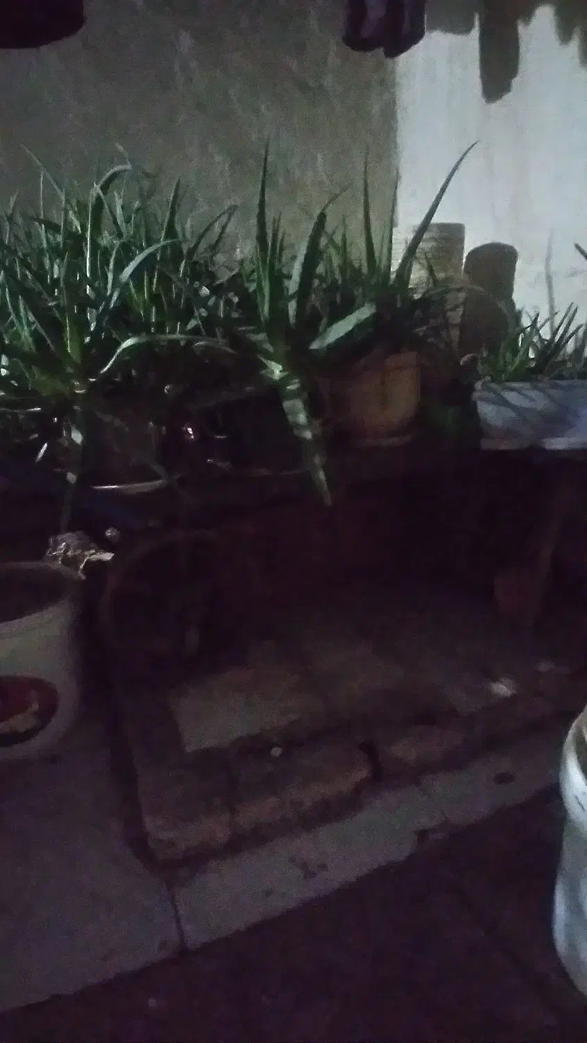 گاری چهار چرخ|ابزارآلات|پیشوا, |دیوار