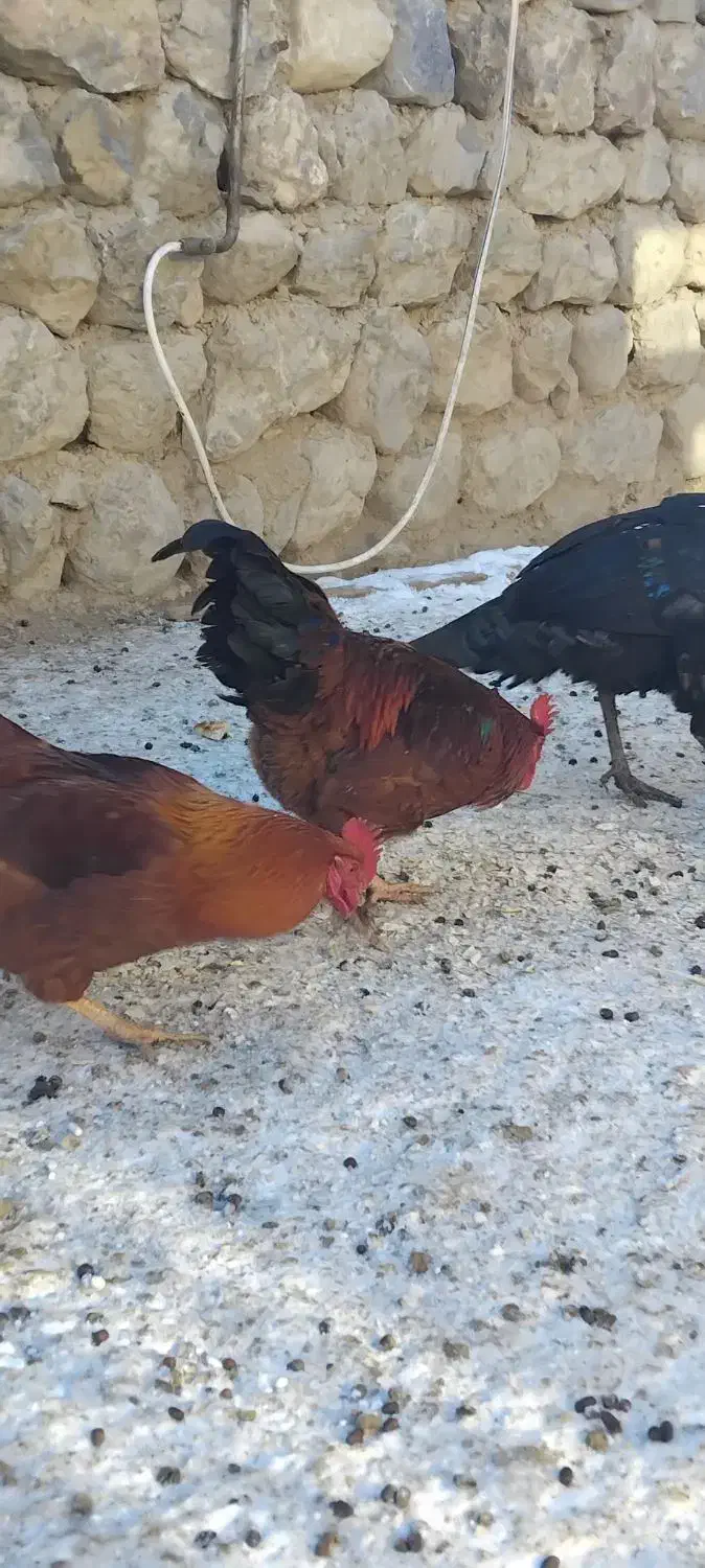 بوقلمون و خروس|حیوانات مزرعه|چالدران, |دیوار