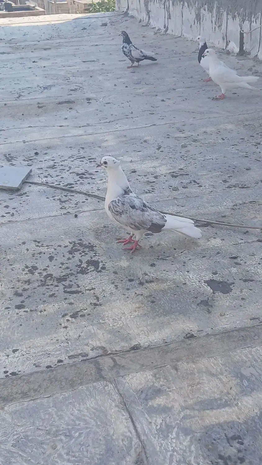 کبوتر معاوضه|پرنده|سیروان, |دیوار