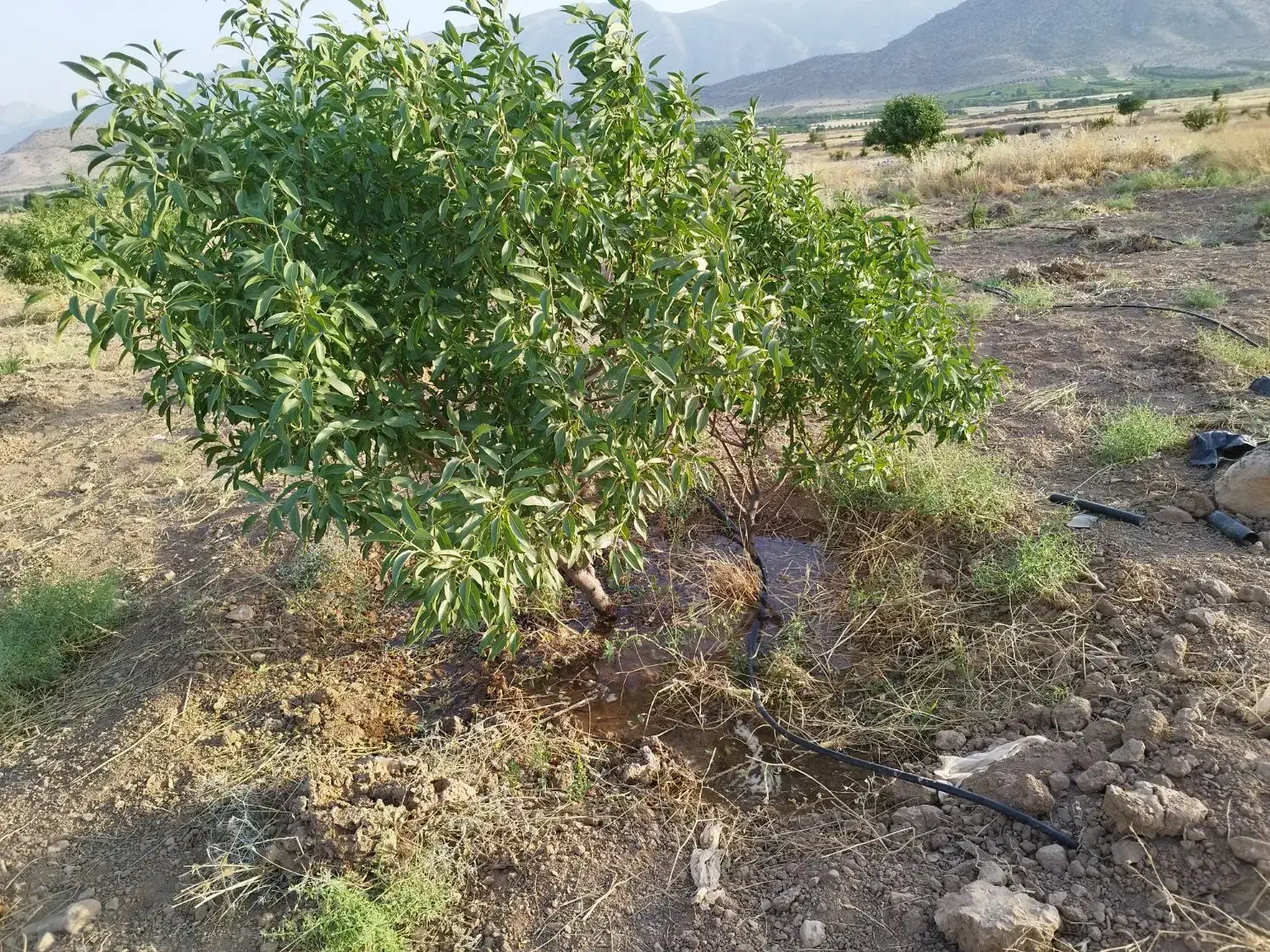 باغچه ۳۵۰۰متری واقع در شبانکاره میمند|فروش زمین و ملک کلنگی|میمند, |دیوار