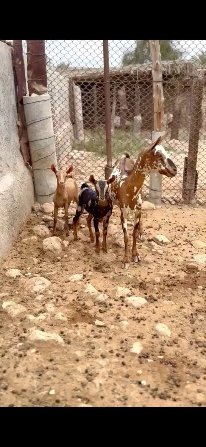 عمان بزغاله|حیوانات مزرعه|ساری, |دیوار