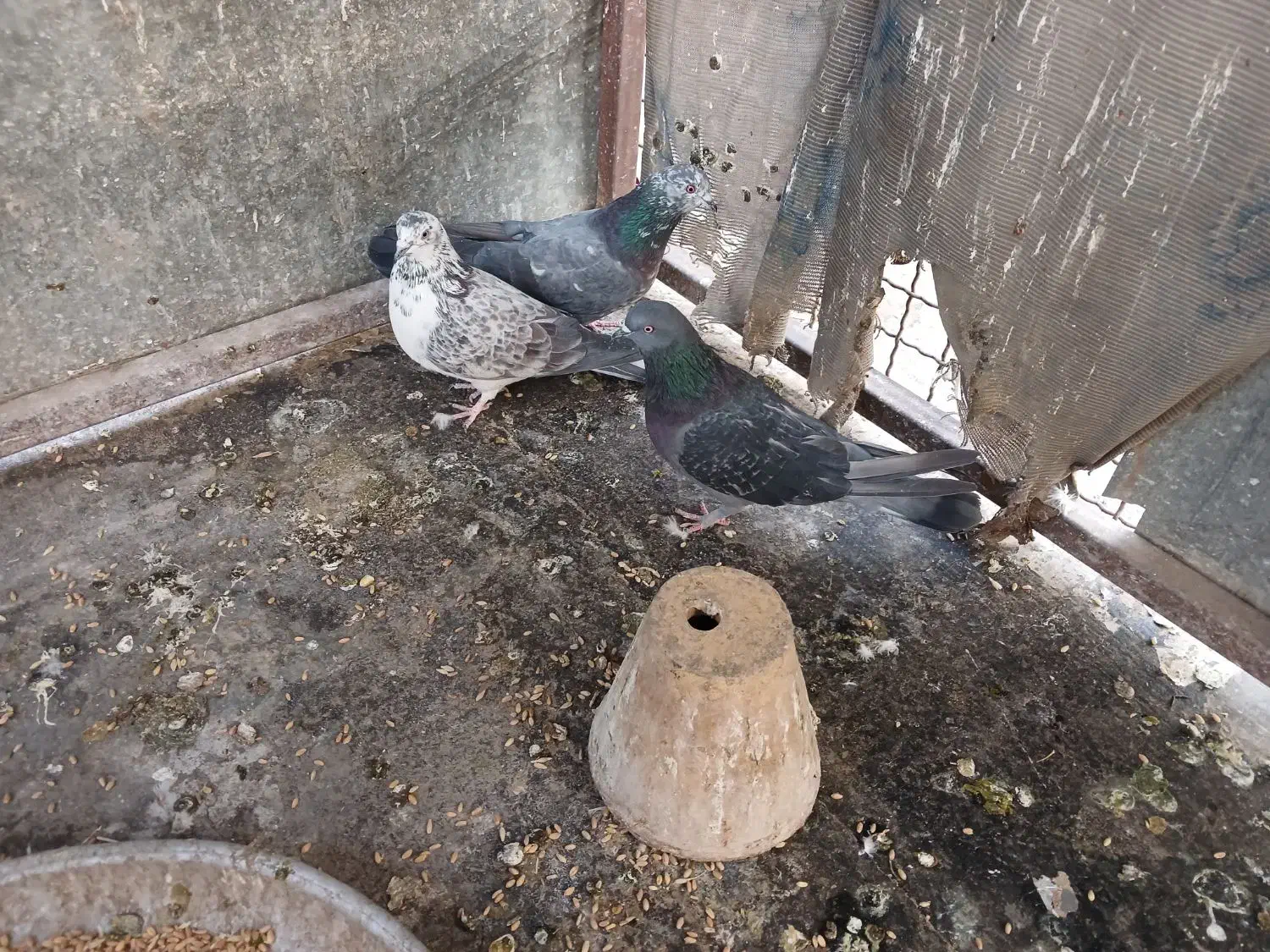 سه تا سیصد|پرنده|خمینی‌شهر, |دیوار