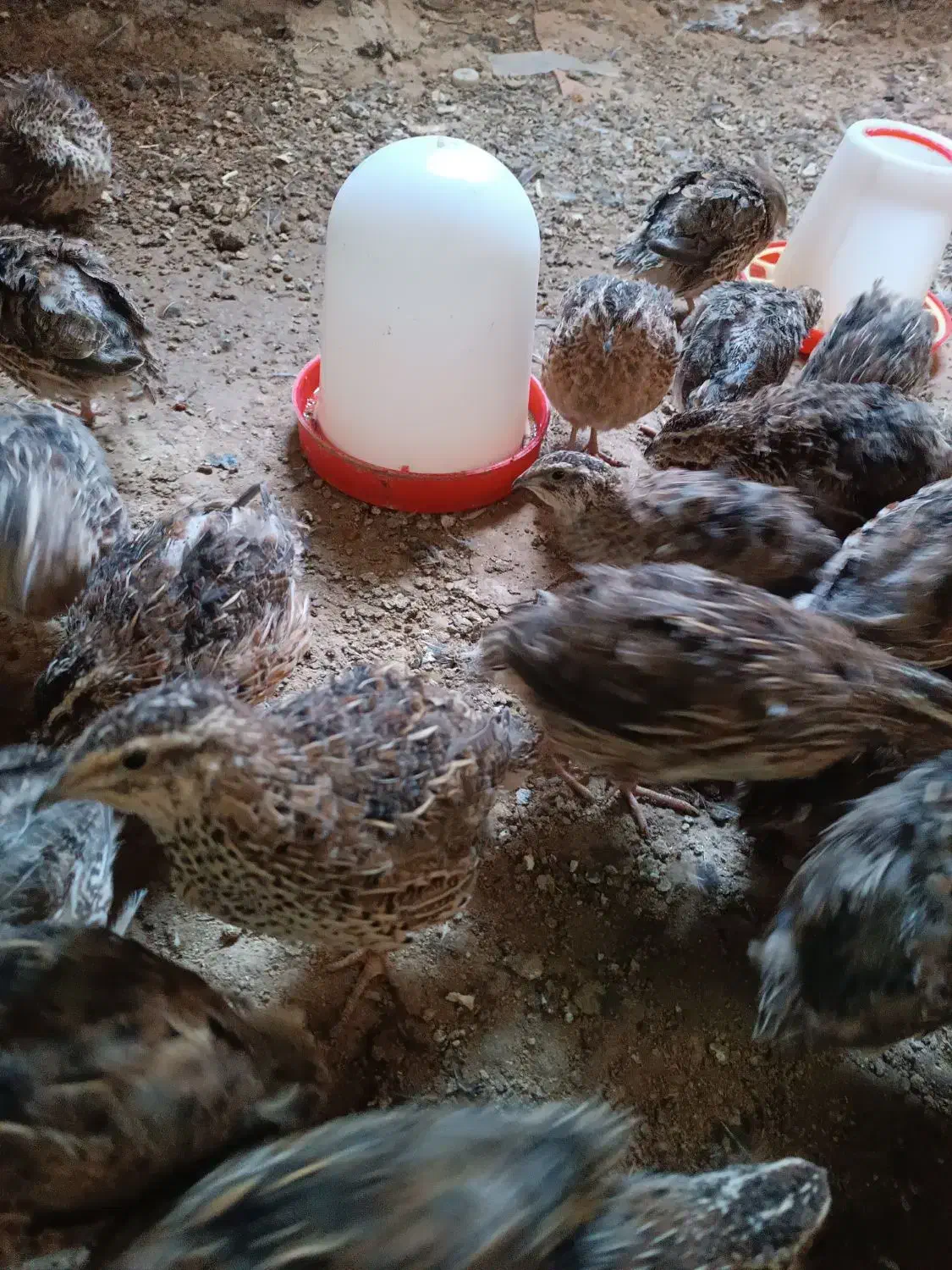 بلدرچین|حیوانات مزرعه|نیمروز, |دیوار