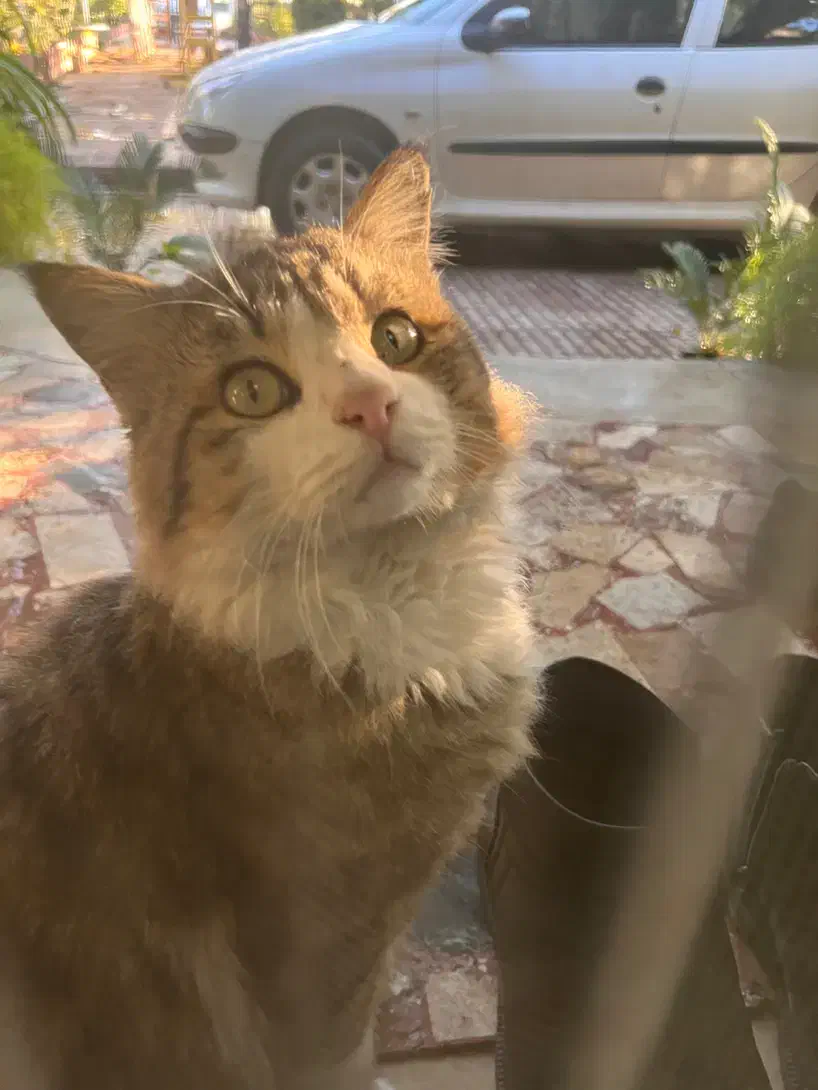 گربه درجه ۱|گربه|کردکوی, |دیوار