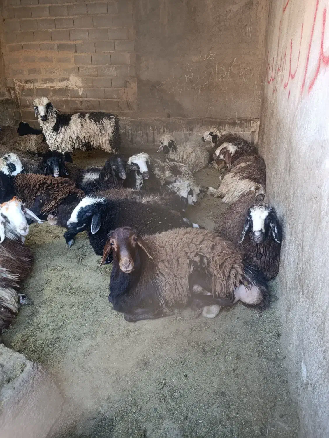 بره نر|حیوانات مزرعه|مرودشت, محمد آباد|دیوار