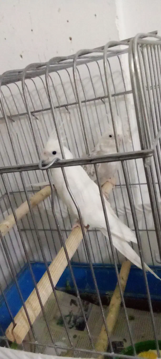 عروس هلندی|پرنده|نسیمشهر, |دیوار