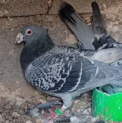 کبوتر|پرنده|فردوس (خراسان), |دیوار