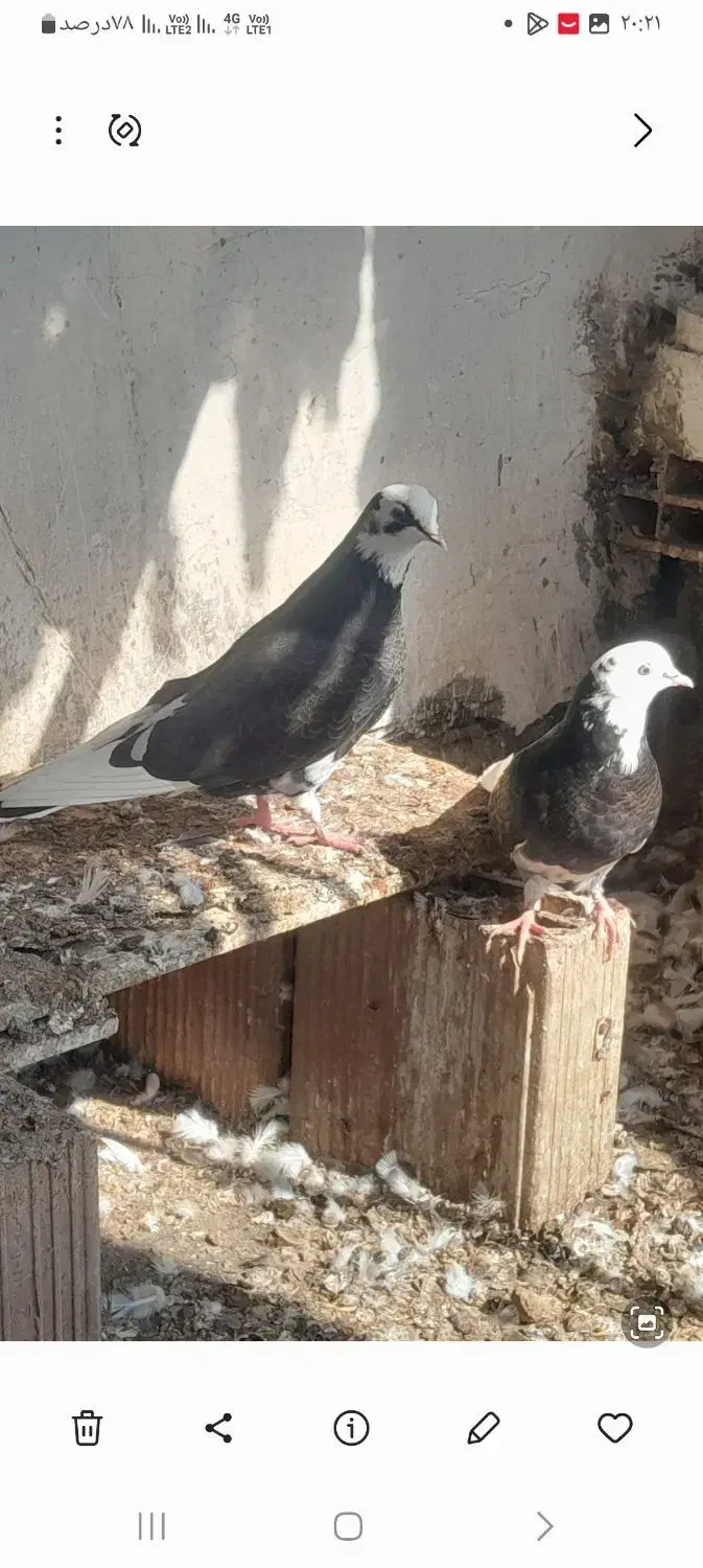 کبوتر شازده|پرنده|گرگان, |دیوار