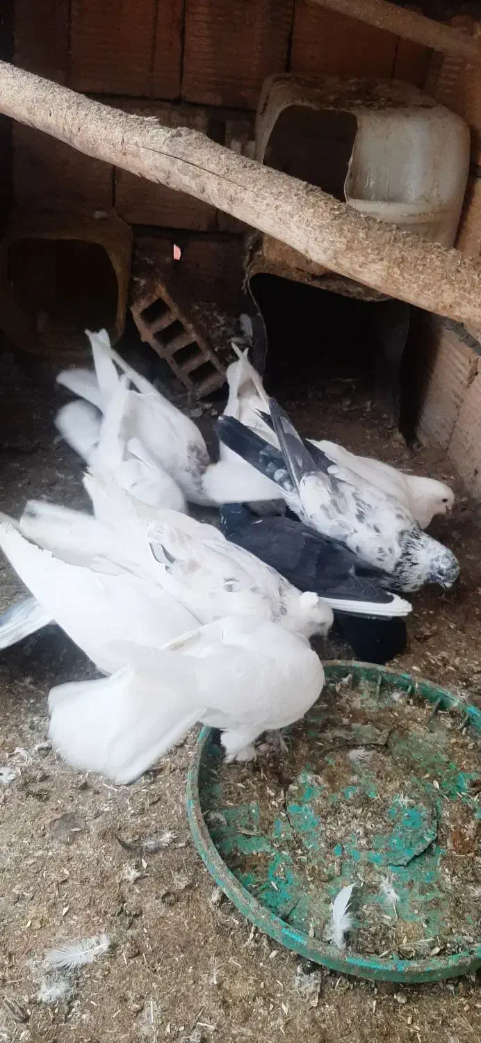 کبوتر|پرنده|سامان, |دیوار