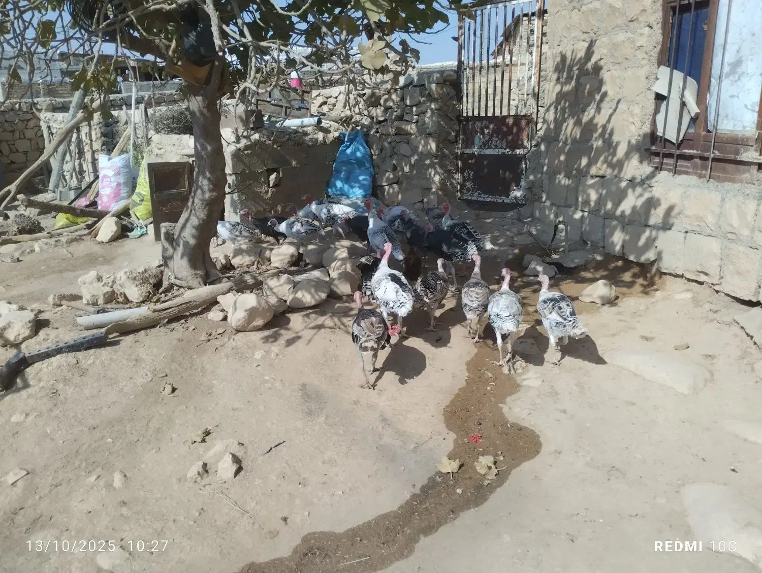 بوقلمون نر و ماده|پرنده|کوهدشت, |دیوار