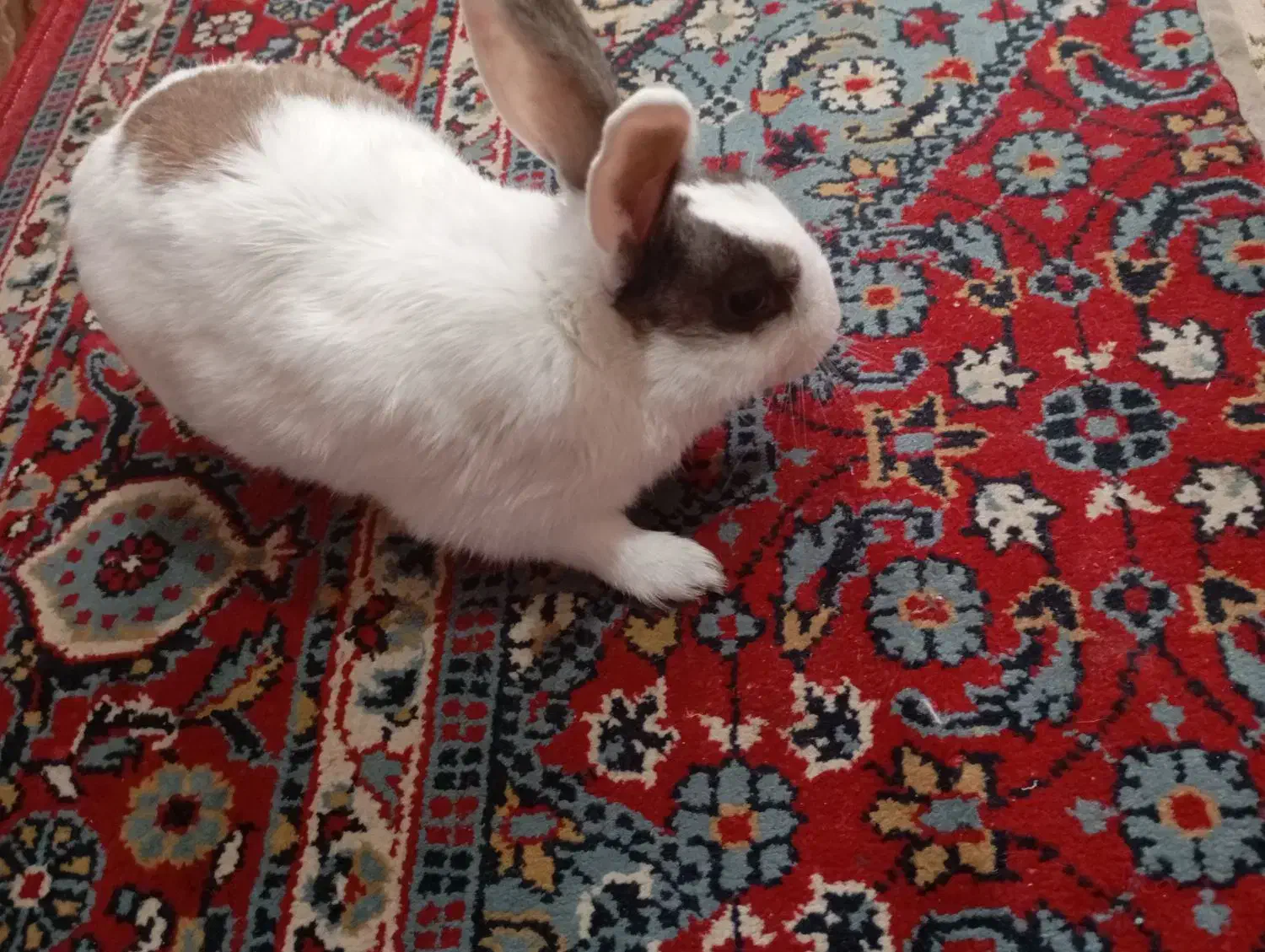 خرگوش|موش و خرگوش|گرگان, |دیوار