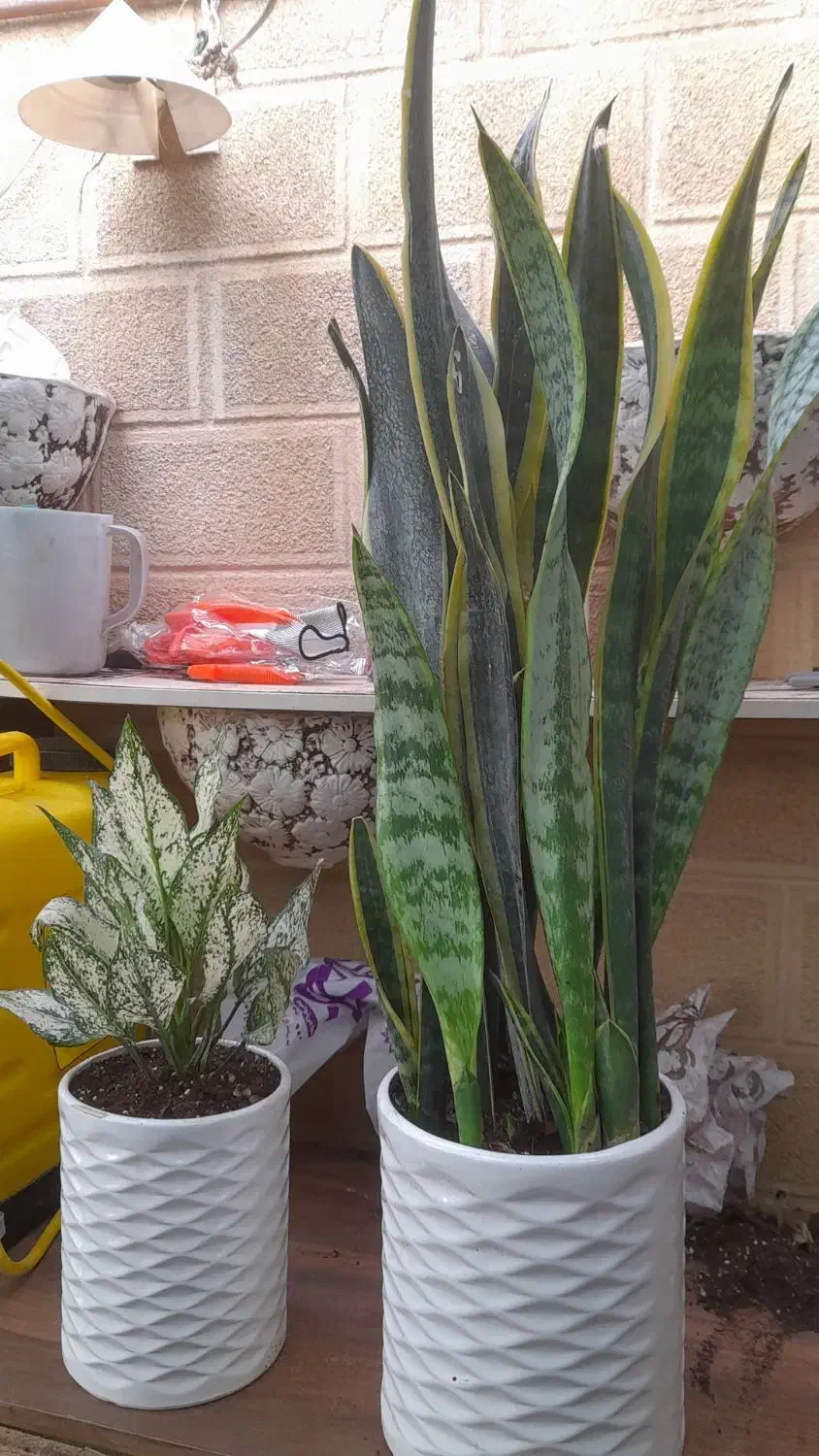 بامبو|حراج|همدان, |دیوار