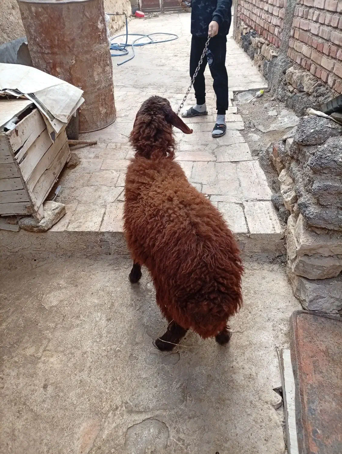 توخلو ماده|حیوانات مزرعه|ماکو, |دیوار