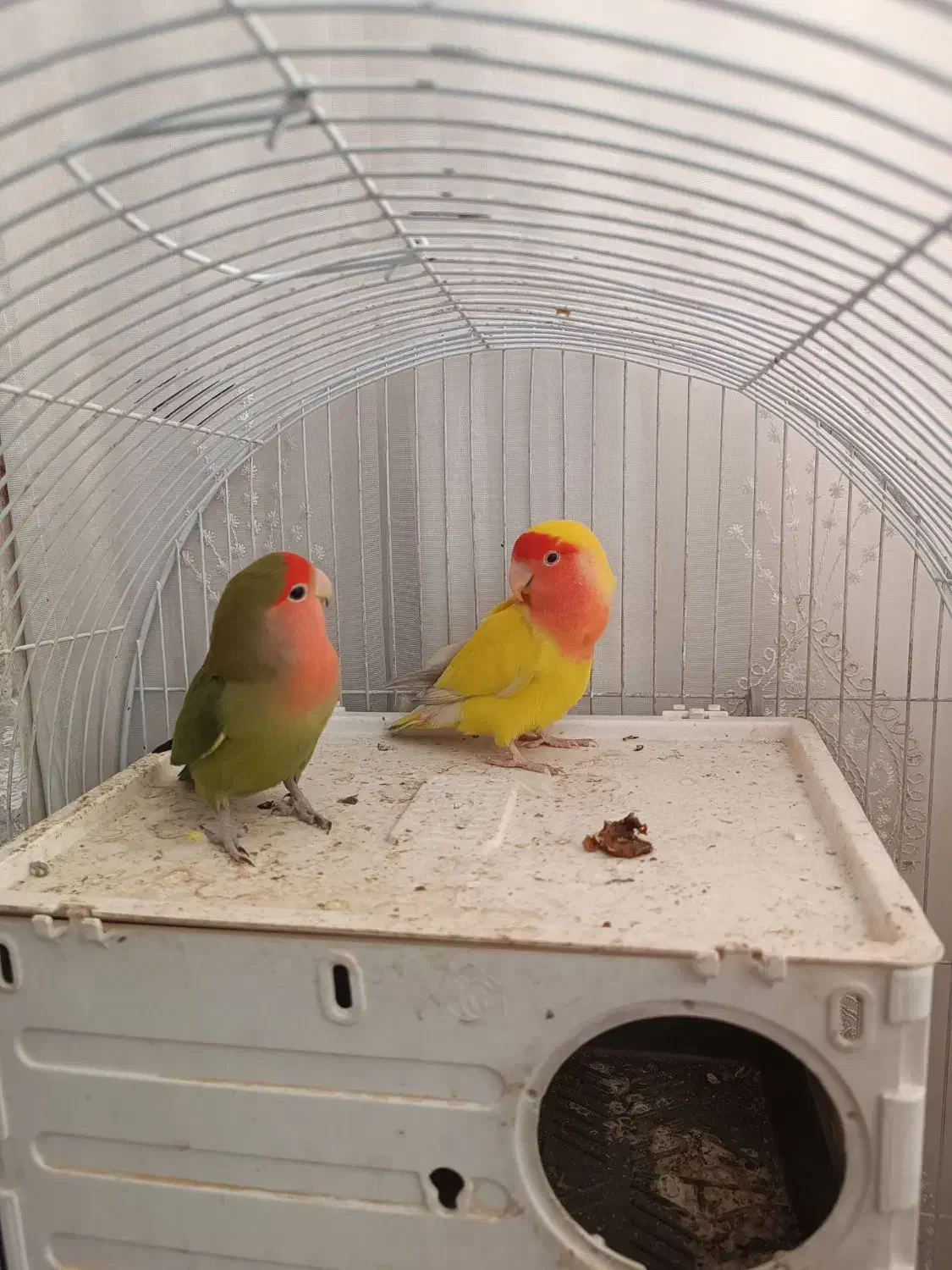 طوطی|پرنده|پیشوا, |دیوار