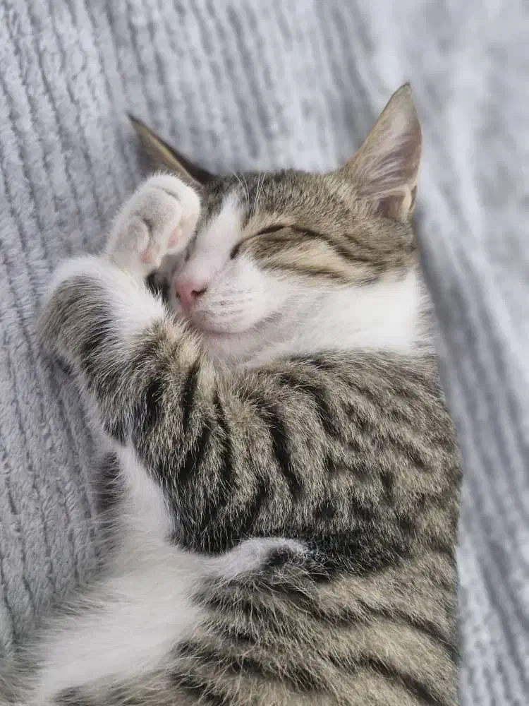 واگذاری گربه|گربه|نور, |دیوار