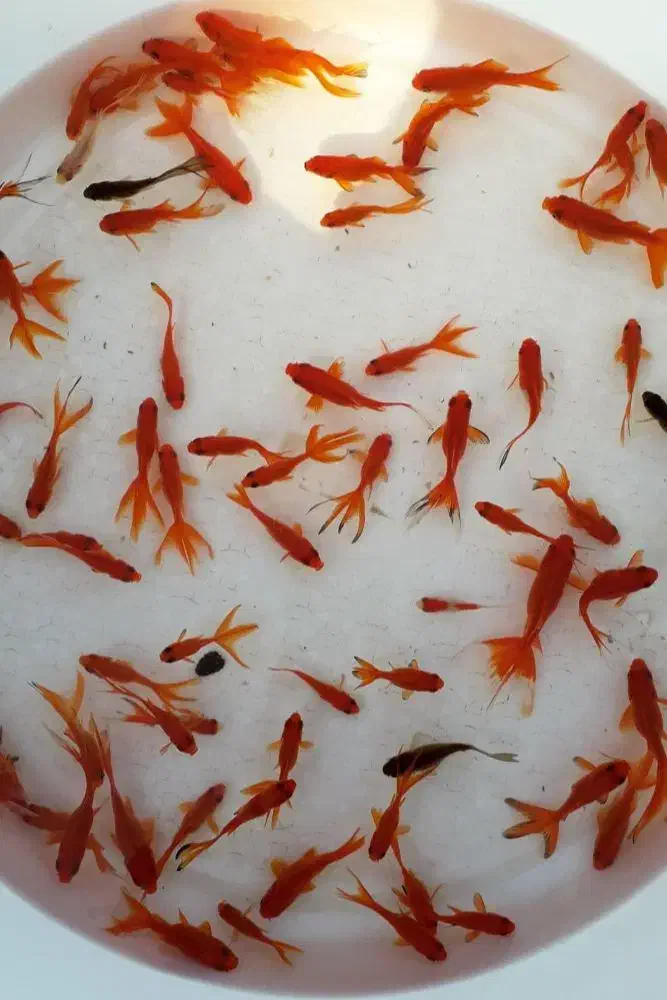 ماهی گلی|ماهی|فیروزآباد (فارس), |دیوار