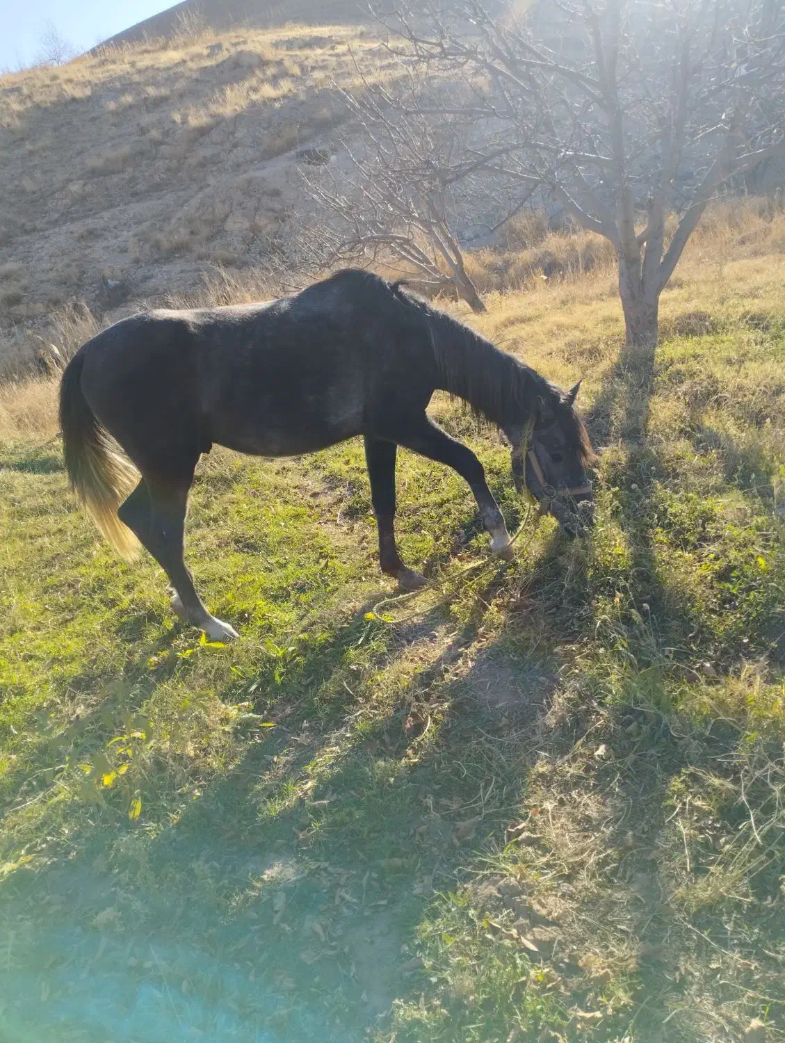 اسب|اسب و تجهیزات اسب‌سواری|اهر, |دیوار