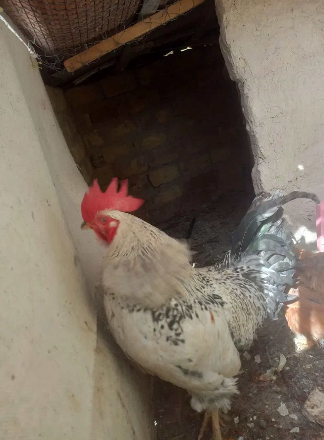 خروس محلی|حیوانات مزرعه|ماهدشت, |دیوار