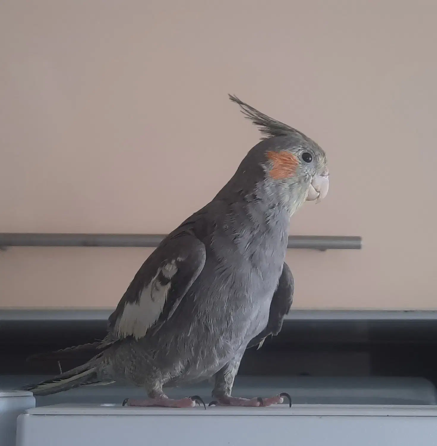 عروس هلندی ۴ماهه|پرنده|تهران, مجیدآباد|دیوار