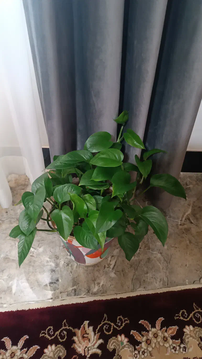 گل پتوس|گل و گیاه طبیعی|سنندج, |دیوار