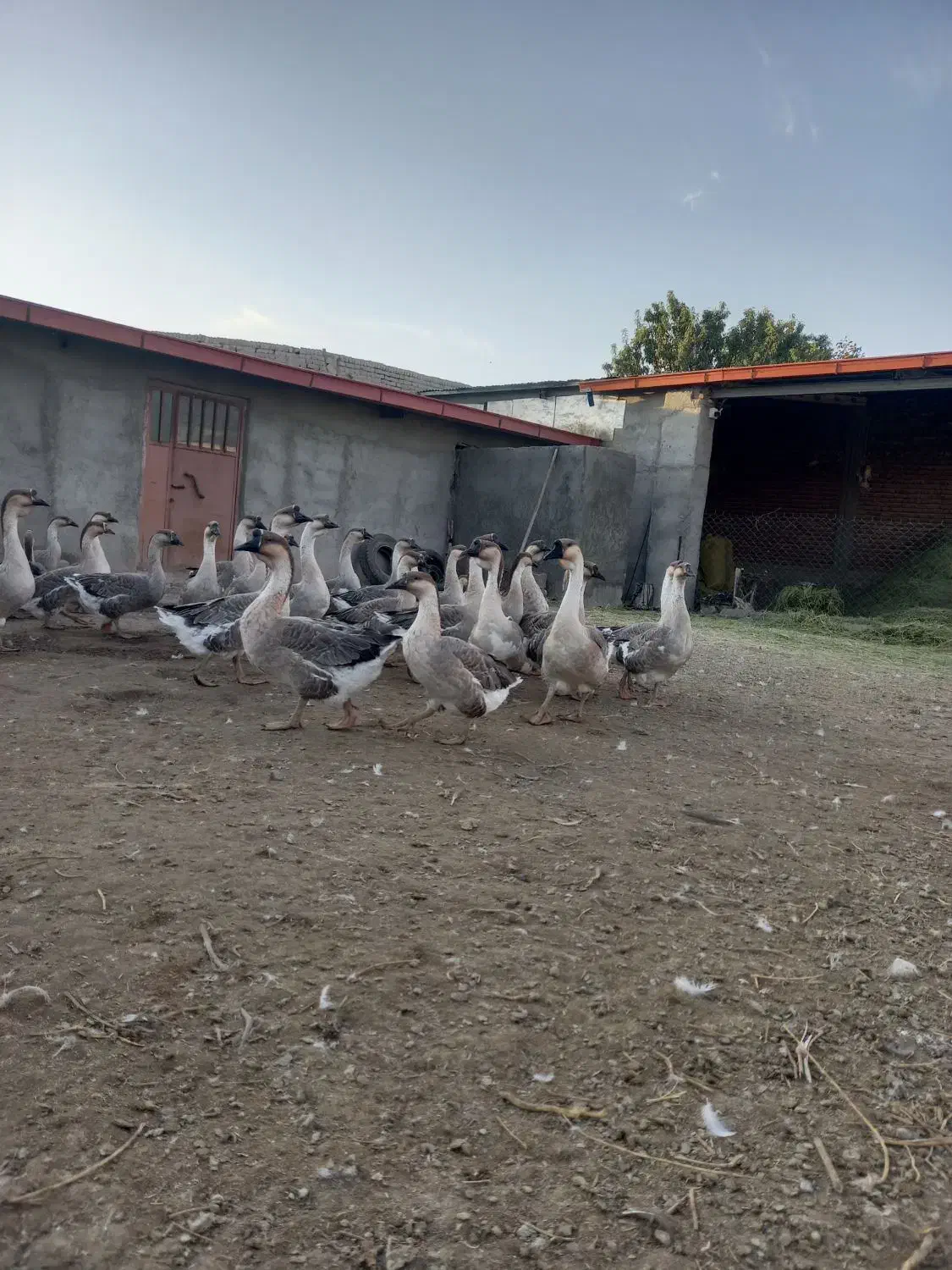 فروش گله قو غاز اکراینی|حیوانات مزرعه|بناب, |دیوار