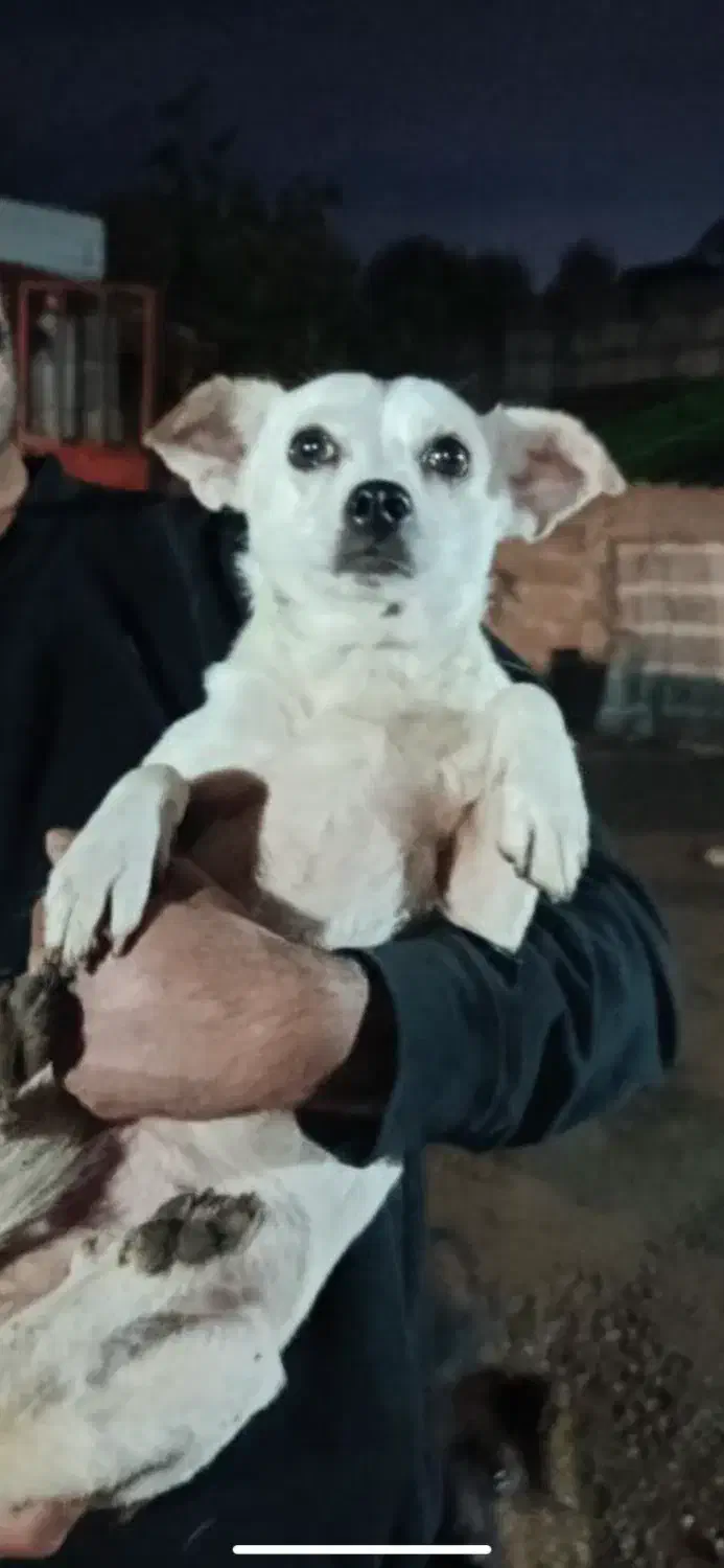 واگذاری میکس شیبابا ترییر|سگ|بندر انزلی, پیل علی باغ|دیوار