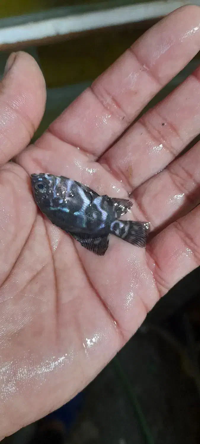 ماهی اسکارتایگر،پرت پلار|ماهی|کاشمر, |دیوار