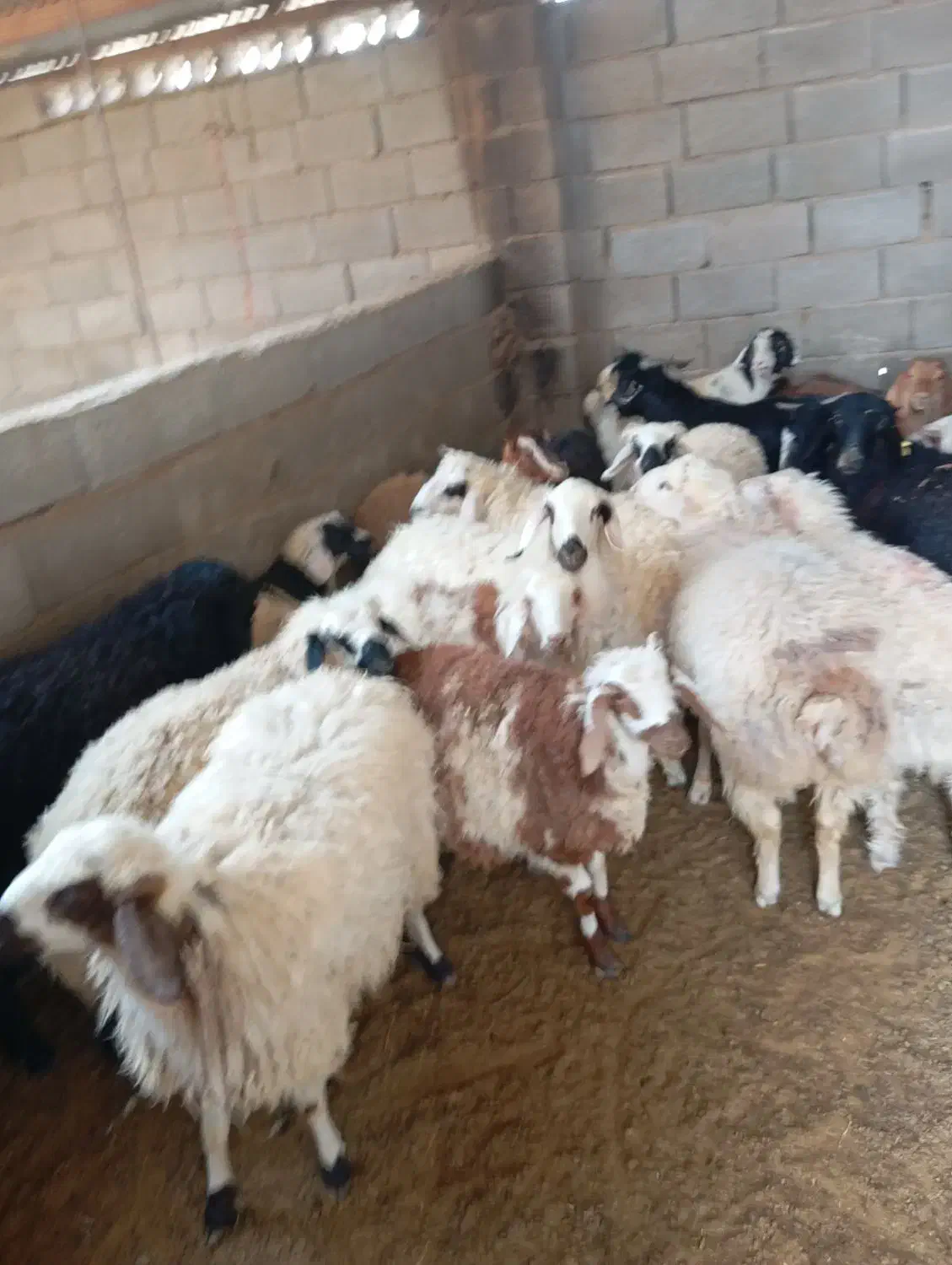 گوسفندفروشی بره وبزغاله|حیوانات مزرعه|بیرجند, |دیوار