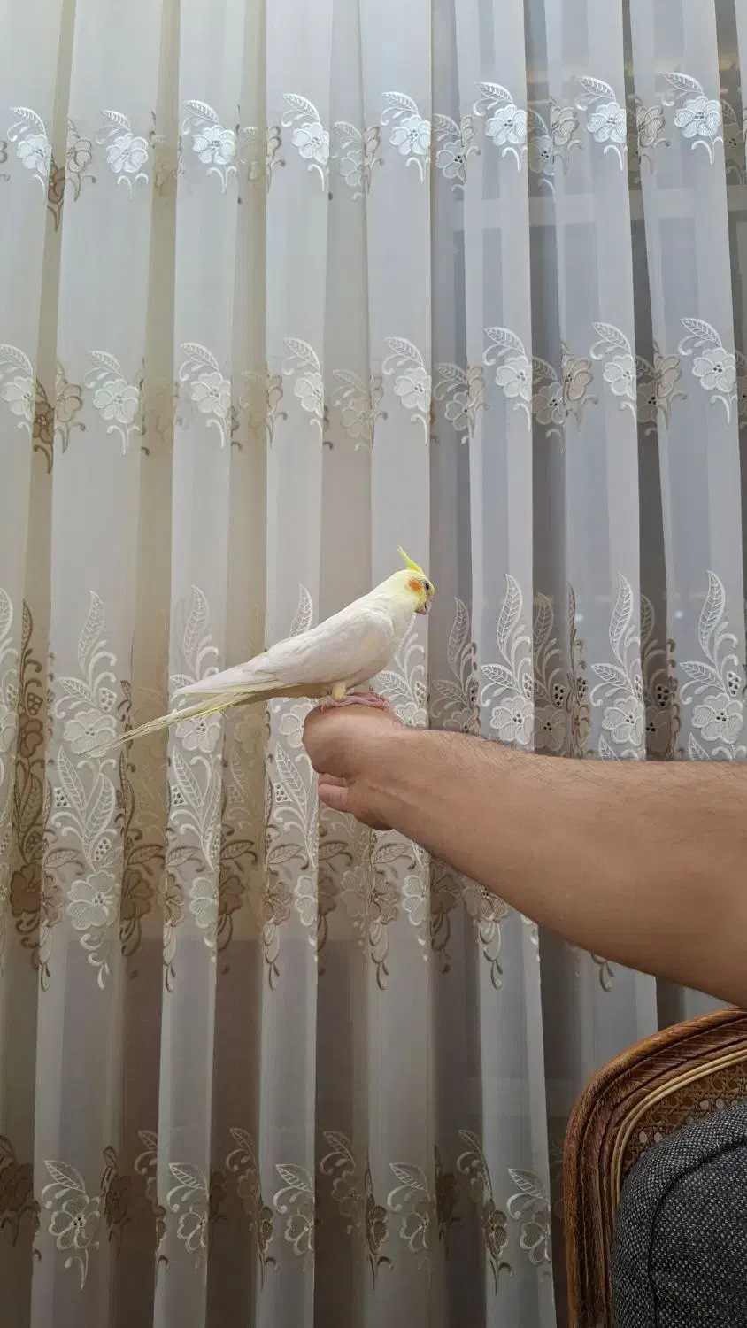 فروش عروس هلندی|پرنده|مرند, |دیوار