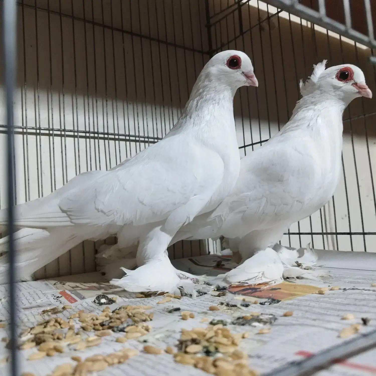 یک جفت قرمز گوز و تعدادی آغ پارپارلی|پرنده|تبریز, |دیوار