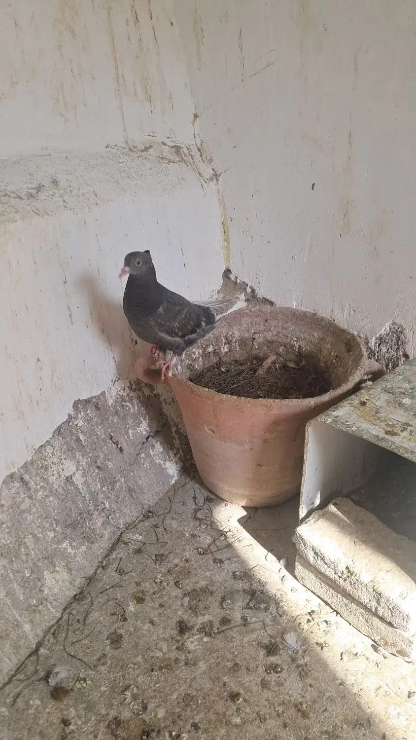 کبوترموشکی دم سفید|پرنده|سبزوار, امیر کبیر|دیوار