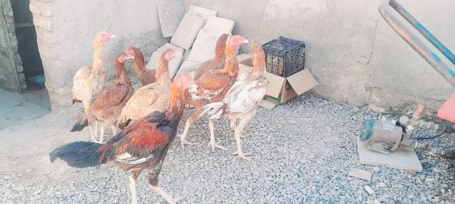 مرغ خروس|حیوانات مزرعه|کرباسک, |دیوار