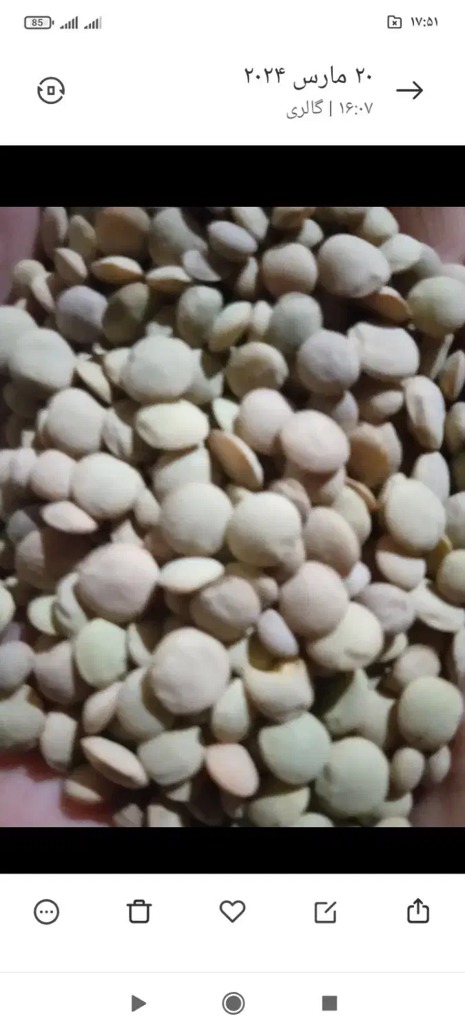 عدس تازه|خوردنی و آشامیدنی|ایجرود, |دیوار