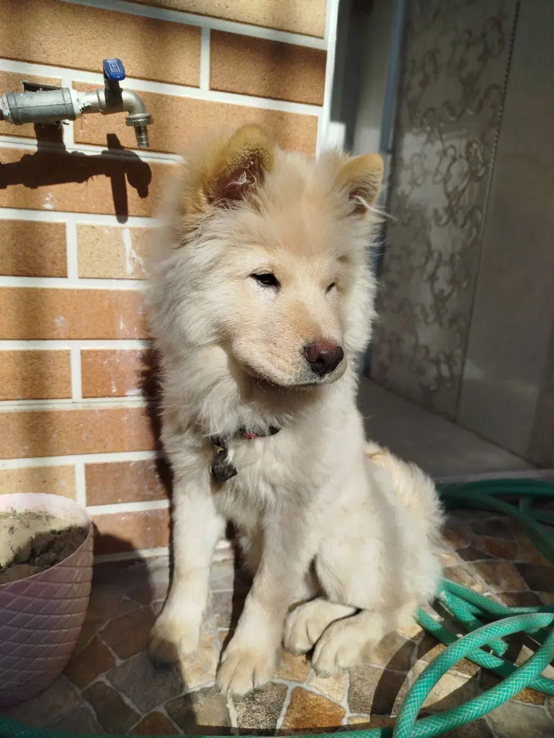 توله چاو چاو 4ماهه|سگ|بروجن, |دیوار