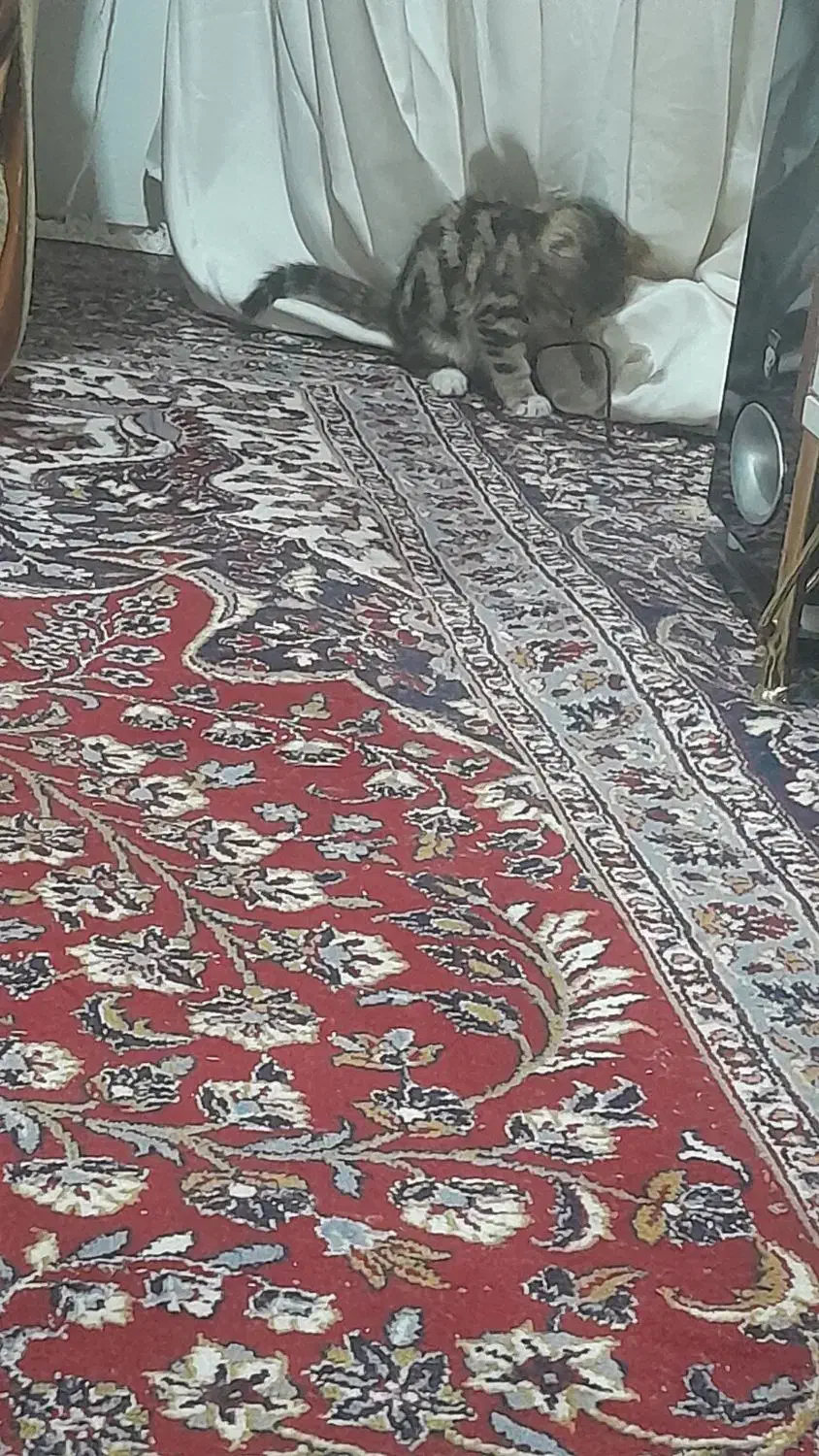 گربه واگذاری|گربه|نیشابور, ابراهیمی|دیوار