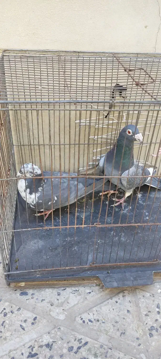 پلاکی|پرنده|ملایر, |دیوار