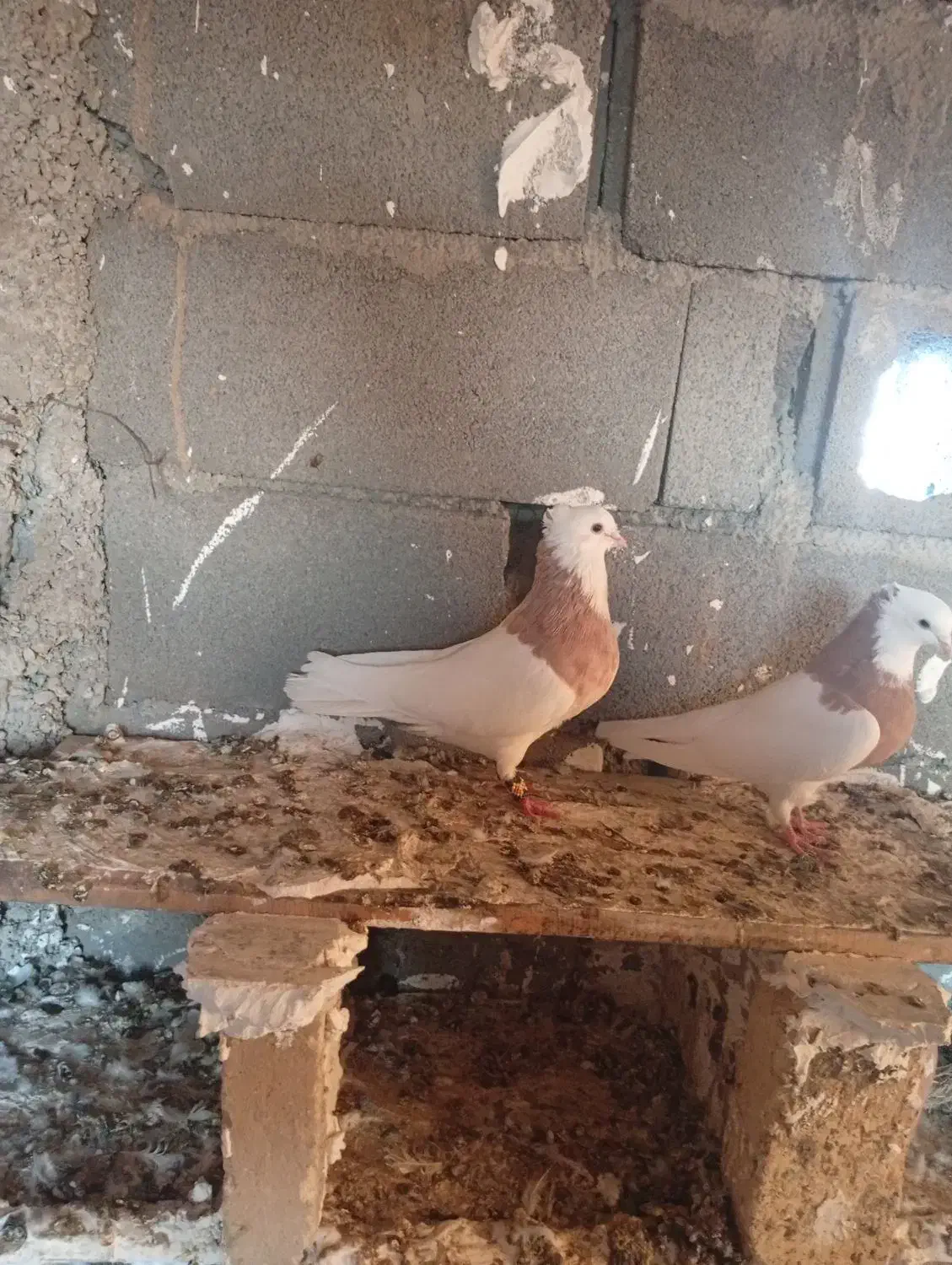 جفت زرده به شرت ا معاوضه با کله دم سبز هم دارم|پرنده|کبودرآهنگ, |دیوار