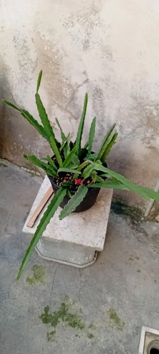 گلهای طبیعی|گل و گیاه طبیعی|رشت, تازه آباد|دیوار