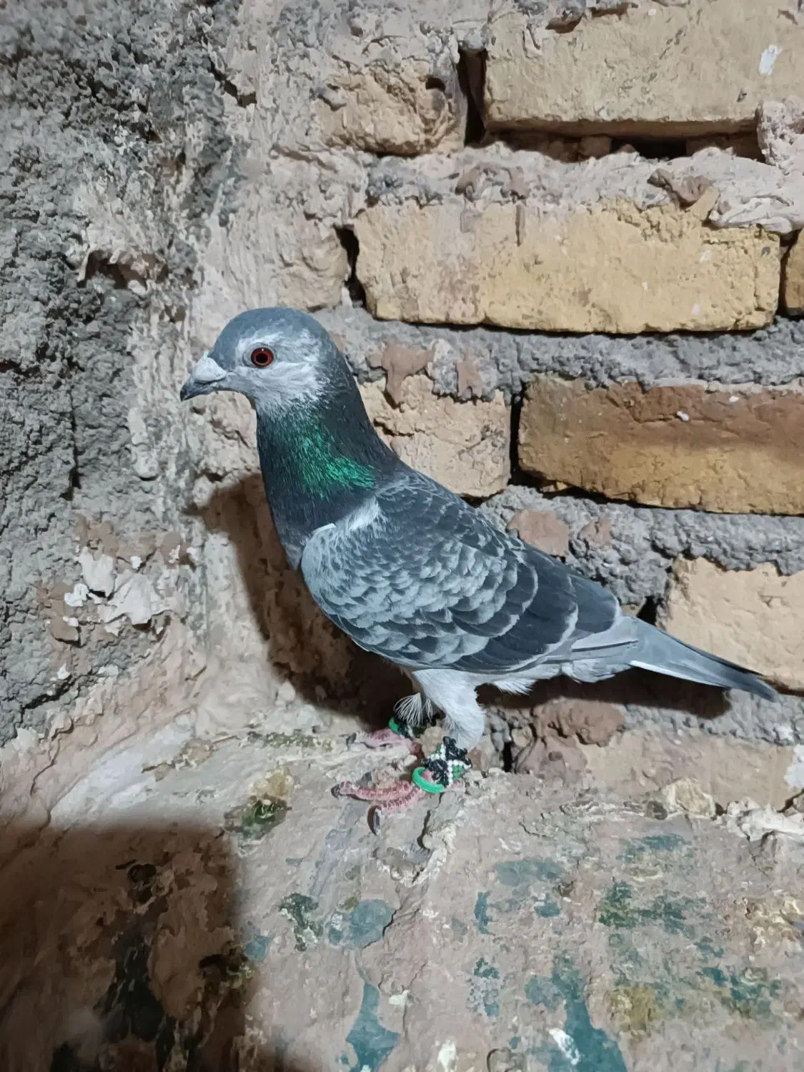 کفتر یا کبوتر|پرنده|تربتحیدریه, پائین ولایت|دیوار