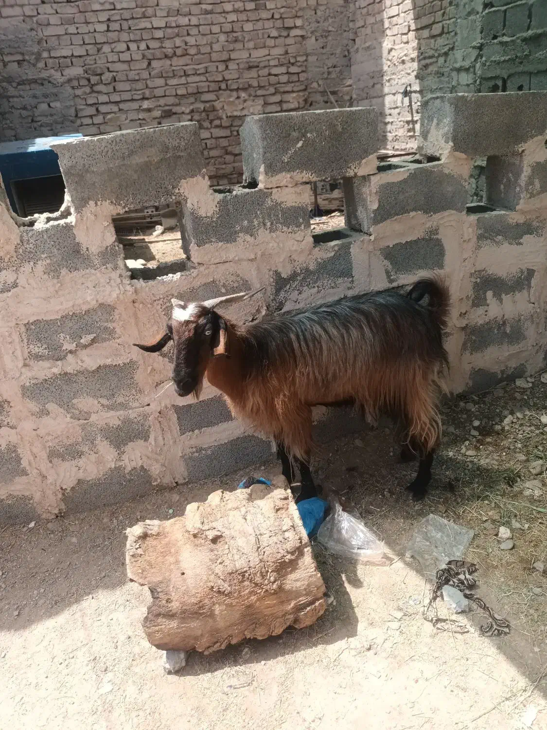 بز گوشتی|حیوانات مزرعه|ایرانشهر, |دیوار