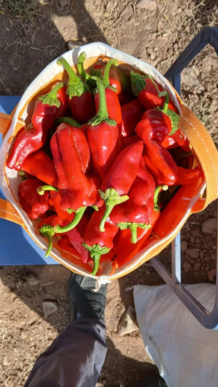 فلفل سبز و قرمز|خوردنی و آشامیدنی|سبزوار, نواب صفوی|دیوار