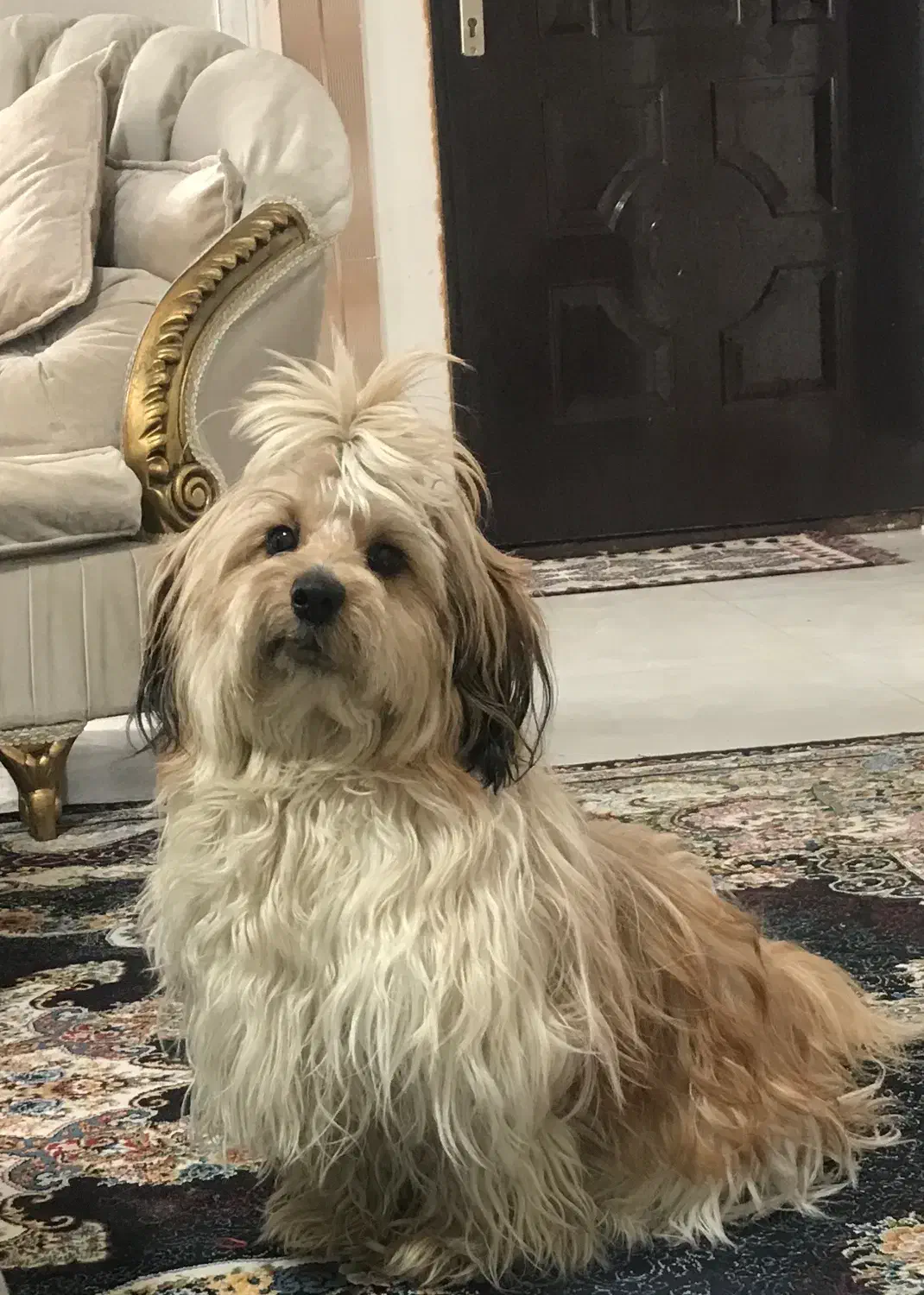 واگذاری شیتزو|سگ|ساری, |دیوار