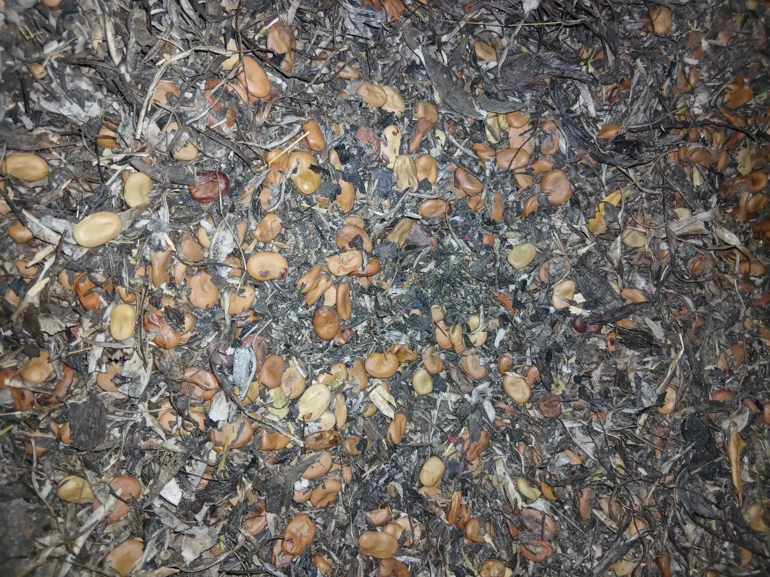 باقالا|گل و گیاه طبیعی|فاضل آباد, |دیوار