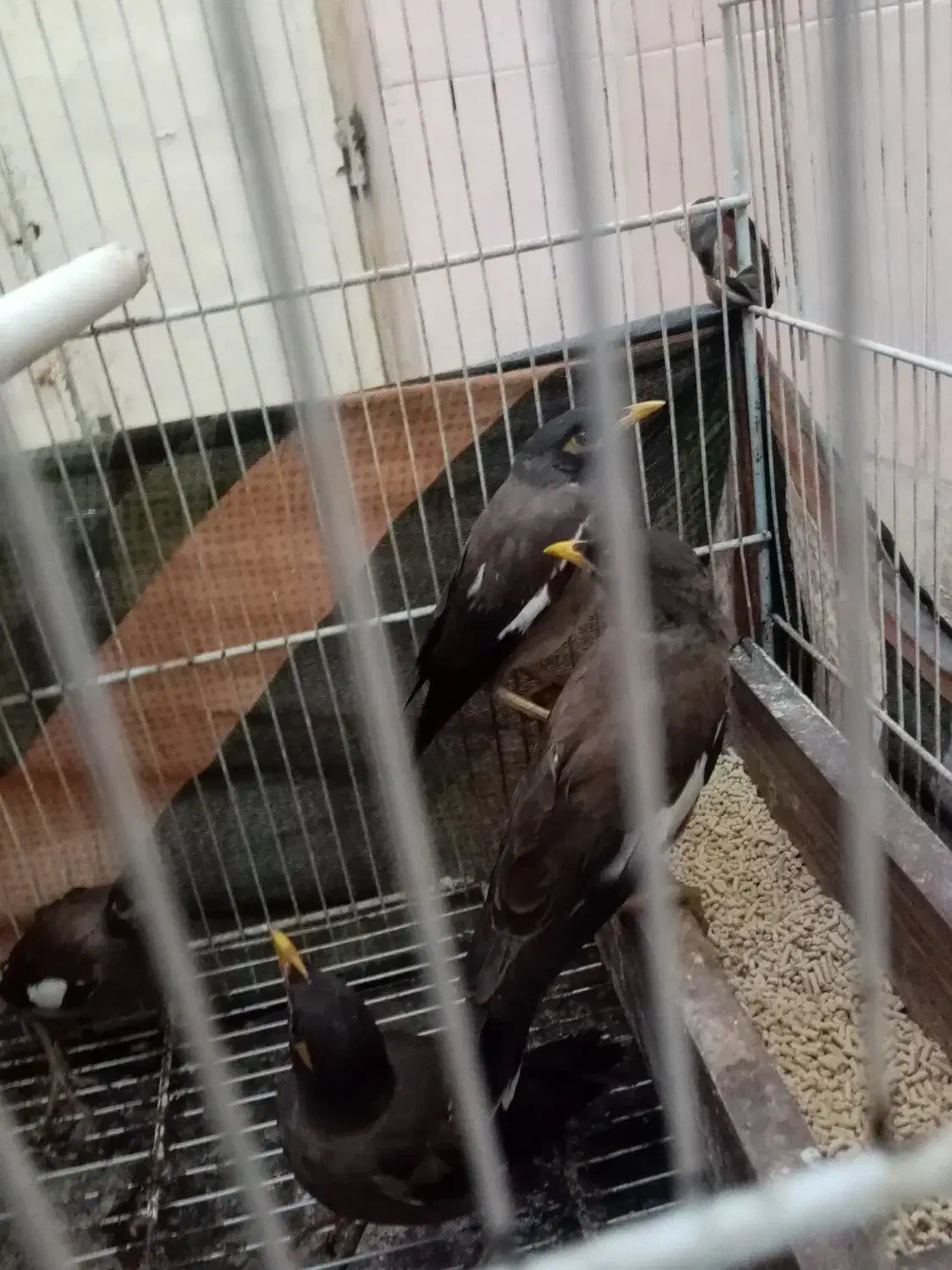 مینا 5ماهه دانه 400 هزار|پرنده|مشهد, همت آباد|دیوار