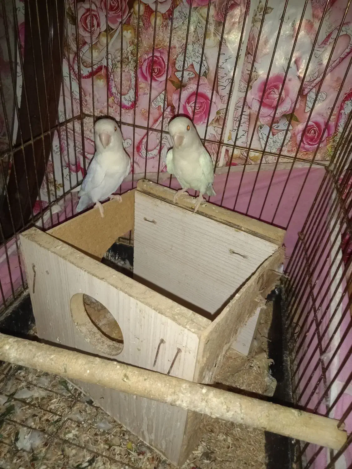 طوطی برزیلی سفید چشم قرمز|پرنده|بندر امام خمینی, |دیوار