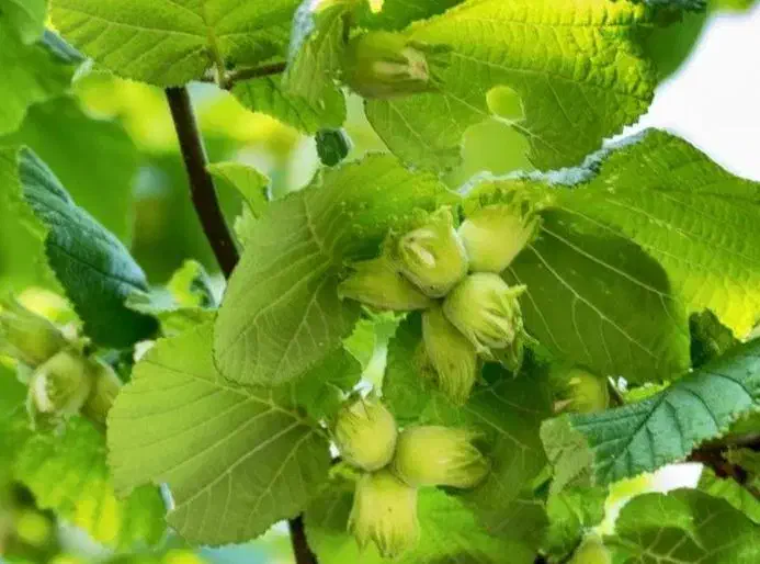 نهال فندق|خدمات باغبانی و درختکاری|آستانه اشرفیه, |دیوار