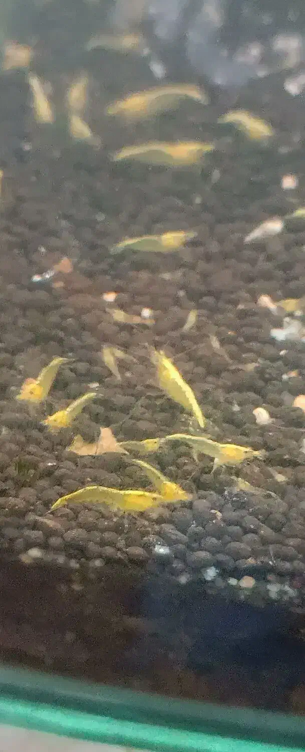 می گو زرد و قرمز|ماهی|کرمانشاه, |دیوار